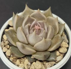 エケベリア 原種 トバレンシス トバーその7  花芽あり　ケーレス実生苗  tobarensis ,Tobar  月曜or火曜日発送。