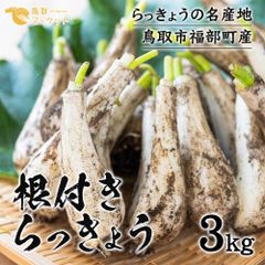 無農薬！鳥取県産 朝掘り砂丘らっきょう3kg 産地直送！！ - メルカリ