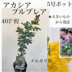 アカシア　プルプレア苗・苗木　★大きいものから発送！　　安心のらくらくメルカリ便！　★プルプレアは葉がとても綺麗！