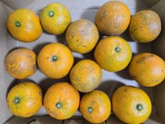 甘くて美味しい！沖縄産たんかん　小玉　1キロ