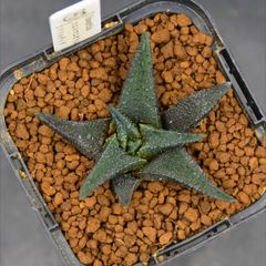 ブイニンギー 実生 鉢植えメルカリ便送料込み ブイニンギー 実生 鉢植えメルカリ便送料込み - メルカリ