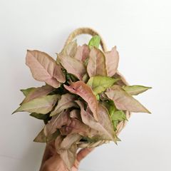 《シンゴニウム レッド フェザー》Syngonium Red Feather 観葉植物  ポット発送