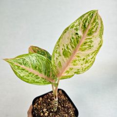 《Aglaonema Tiger》アグラオネマ タイガー 観葉植物 ／ポット発送