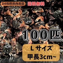 冷凍ムラサキウニ1kg(約35個) 石鯛 黒鯛 石垣鯛 コブダイ 釣り餌