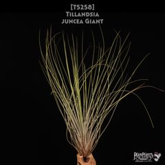 送料無料】xHohenmea 'Ninja Starburst'〔ホヘンメア〕現品発送