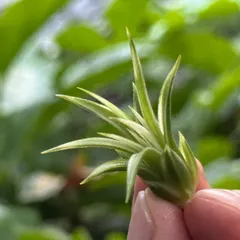 2025年最新】イオナンタ アルボの人気アイテム - メルカリ