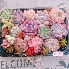 多肉植物 寄せ植えset♡11228
