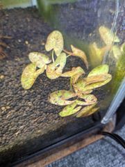ニムファミクランサ　水中　球根　１個
