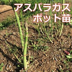 ■アスパラガス苗 1年生5苗 多収性 無農薬 追加OK☆送料込♪