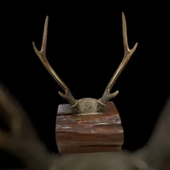 2025年最新】置物 鹿 角の人気アイテム - メルカリ