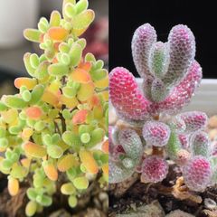 速達便で発送❣️多肉植物　ドロサンテマム　キラキラ  2点セット　カット12本