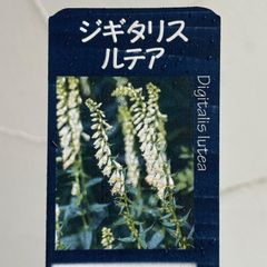 【宿根草】原種ジギタリス・ルテア　3.5号ラベル苗