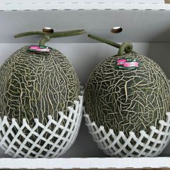 【訳あり】肥後グリーンメロン 熊本県産 大玉を2玉 (1玉の重さはなんと迫力の1.5kg以上 総量3kg超え) 野菜ソムリエ&フルーツマイスター 母の日 父の日 贈答 お中元