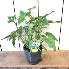 【現品】クッカバラ　幹立ち　8号　青鉢　（2） フィロデンドロン：クッカバラ 8号鉢植え25-02 の通販 | 園芸ネット