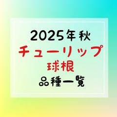 【2025年】チューリップ＆スイセン球根 入荷予定一覧
