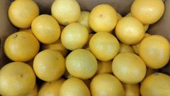 湘南ゴールド（３Lサイズ）　５kgのサムネイル
