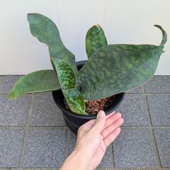 サンセベリア　６号鉢　マッソニアーナ　サンスベリア　マッソニアナ　観葉植物　室内グリーン　空気浄化