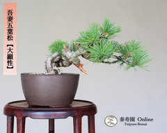 吾妻五葉松【大巓性】ダイテンショウ 実生 根上り 小品盆栽【泰寿園 Online】現品 一点物 盆栽 松柏 室内 鑑賞 趣味 卓上盆栽 盆栽鉢 グリーン 和 ギフト プレゼント 贈答品 ミニ盆栽 誕生日 母の日 父の日 敬老の日 記念日 お祝い 32