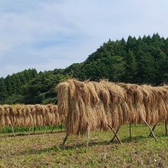 食品 ササニシキ 玄米 10kg 無農薬無化学肥料 自然栽培 はざ掛け天日干し