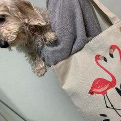 トートエコバッグUSAインポート /  Flamingo TOTE Bag