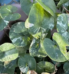 2025年最新】カンアオイ 植物の人気アイテム - メルカリ