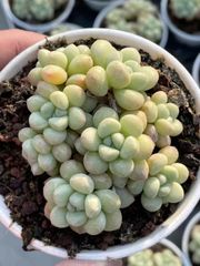 多肉植物　ぷくぷく系　シャボン玉　群生苗