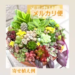 ☆ちま寄せ☆カット苗詰め合わせ☆多肉植物寄せ植え☆セダムカット苗☆クラッスラカット苗☆つぶつぶ多肉☆