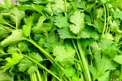 【朝採り新鮮野菜！クール便にて発送】北海道 十勝産 パクチー 約500g 根付き 野菜 夢想農園 士幌町 ハーブ 香菜 ドレッシング