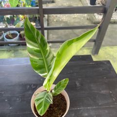 【希少】斑入り　バナナ　ムサ　アエアエ musa aeae