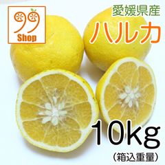 ハルカ 10kg 2699円 愛媛県産 訳あり 家庭用 みかん 柑橘