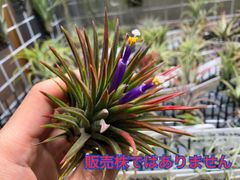 【ネコポス】チランジア イオナンタ エクアドル Tillandsia ionantha 'Ecuador'　キンクマ農園☆T0090
