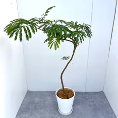 エバーフレッシュ 135cm８号S-shaped tree form8号 - その他観葉植物