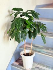 観葉植物 2本幹 光沢のある緑葉 樹 コーヒーの木 花は終わりました
