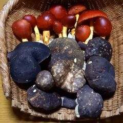 天然きのこ69　ヤマドリタケモドキ、ムラサキヤマドリ、タマゴタケ1kg