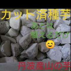 後は植えるだけ！カット種芋2kg★丹波山の芋★数量限定早い者勝ち