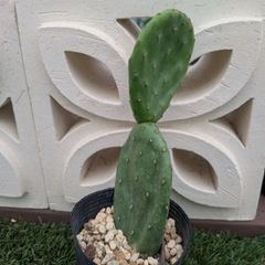サボテン　大丸盆