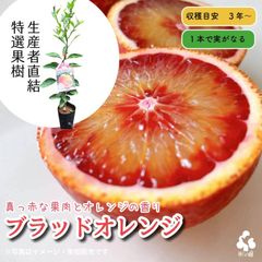 果樹★ブラッドオレンジ（タロッコ）