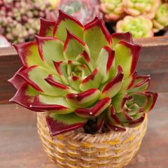 JU060	サラボニースーパークローン	【イータニク】多肉植物　韓国苗　第四種郵便発送