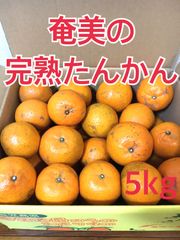 奄美大島産　無農薬　完熟たんかん