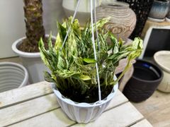 ポトス・テルノラブソング　5号　ハンギング　吊り鉢　稀少　オシャレ　観葉植物　インテリア　グリーン