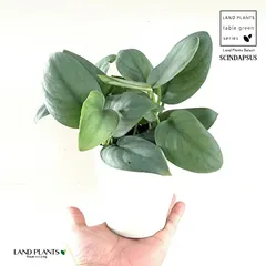 2025年最新】スキンダプサス シルバーの人気アイテム - メルカリ