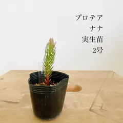 2025年最新】プロテアナナの人気アイテム - メルカリ