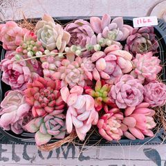 多肉植物　寄せ植えset ピンクの子♡1162