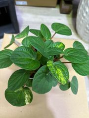 ペペロミア・ラナ　斑入り　3号　観葉植物　インテリア　グリーン　ハンギング　オシャレ　耐陰性