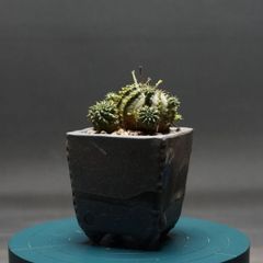 "Euphorbia meloformis" ユーフォルビア メロフォルミス 管理2289
