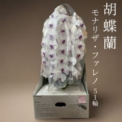 【訳ありB品】胡蝶蘭　＜赤目＞モナリザ・ファレノ　51輪　※定価27,000のサムネイル