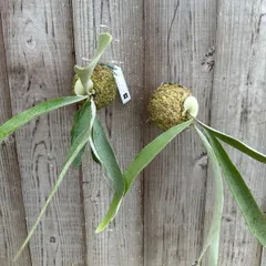 2025年最新】ビカクシダ ビーチー ベイチーの人気アイテム - メルカリ