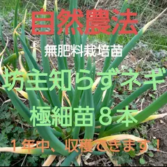 ネギ苗ぼうずしらず　200本セット 坊主不知(ぼうずしらず)ねぎ苗 | 株式会社後藤商店