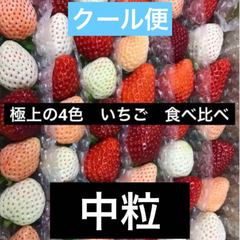 いちご  苺  4色  食べ比べ  中粒  クール便 贈答用  家庭用