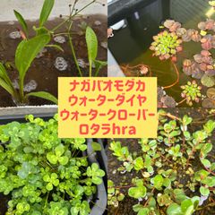 ビオトープかわいい水草4種セットD